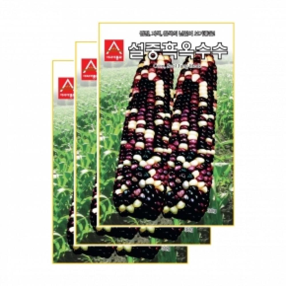 채소씨앗종자 - 옥수수씨앗 설중흑(30gx3)