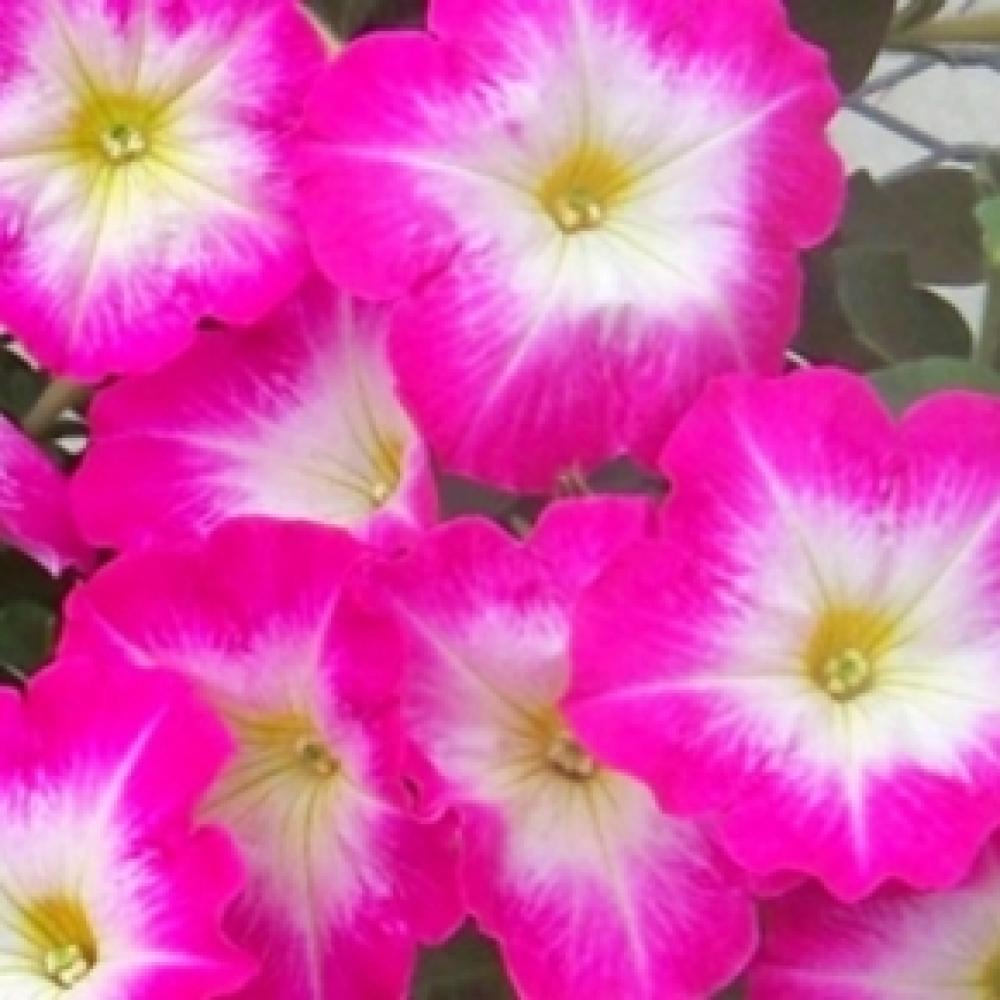 고급꽃씨종자 페츄니아 매드니스 로즈몬-무코팅 (1000립)