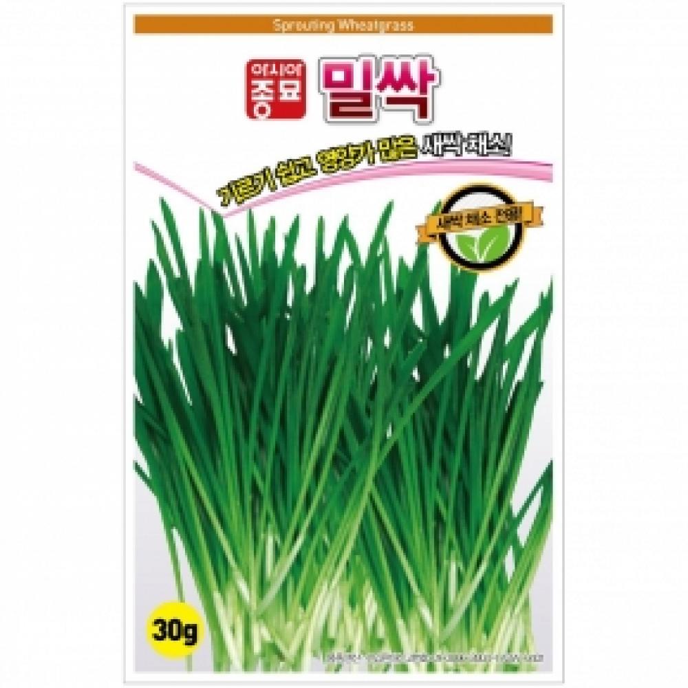 아시아종묘/새싹씨앗종자 밀싹(1kg)