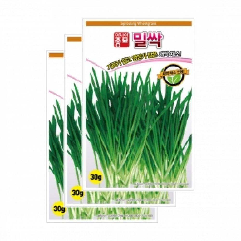 아시아종묘 채소씨앗종자 - 새싹씨앗 밀싹(30gx3)