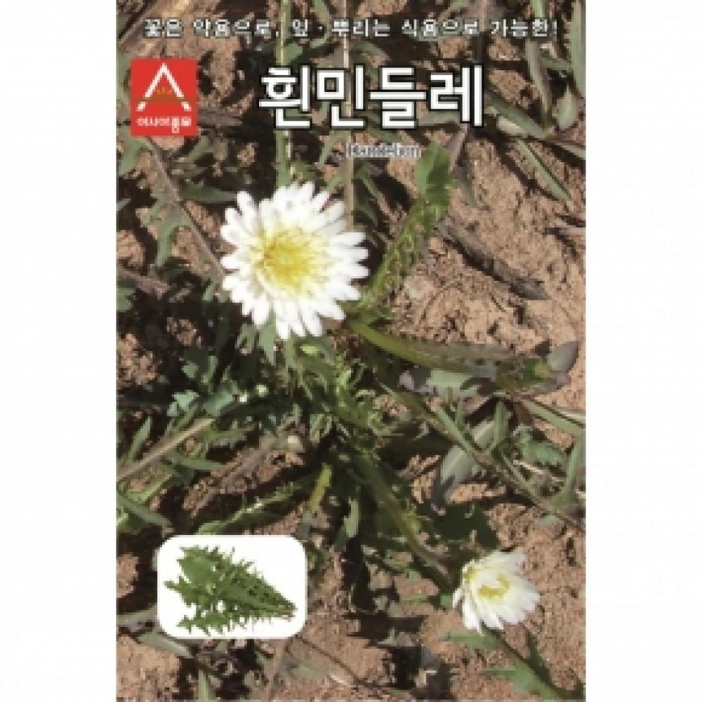 (아시아종묘/민속채소씨앗종자) 흰민들레 재래종(100g)