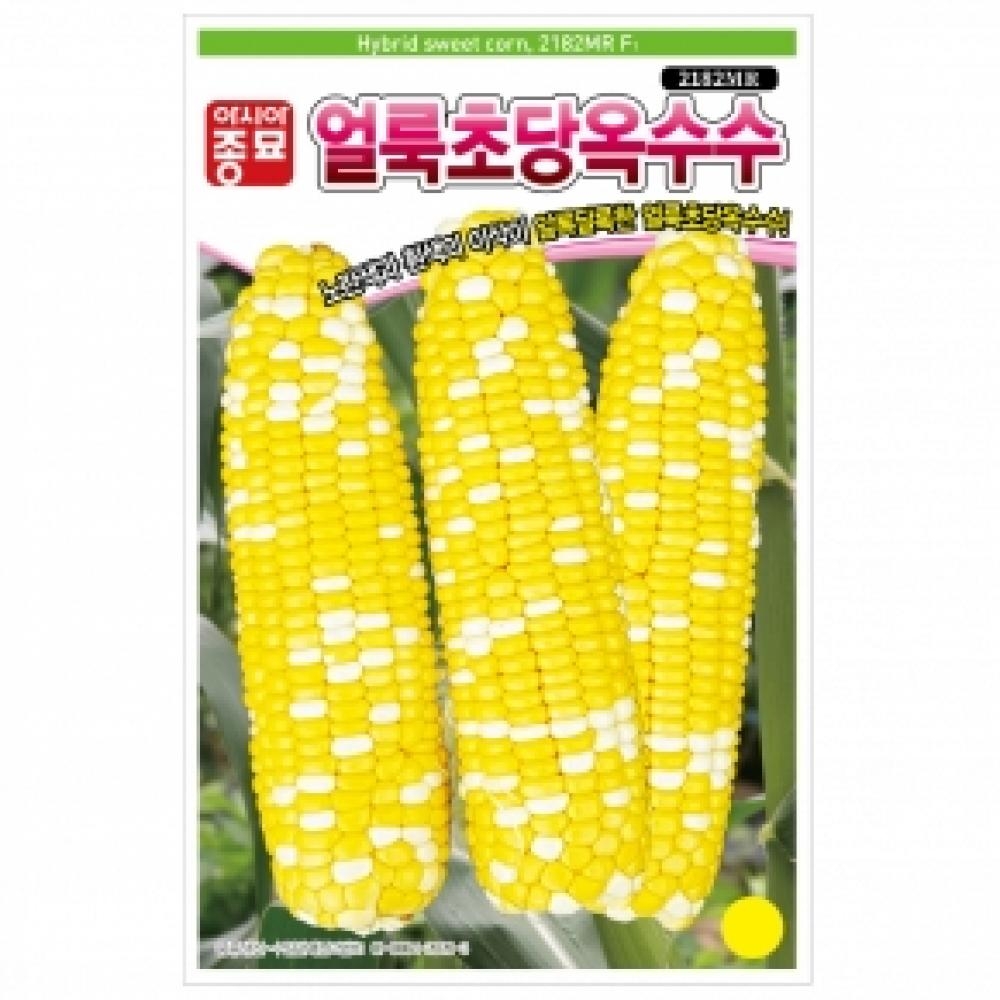 옥수수씨앗종자 얼룩초당옥수수(2182MR)(100립)-바이컬러
