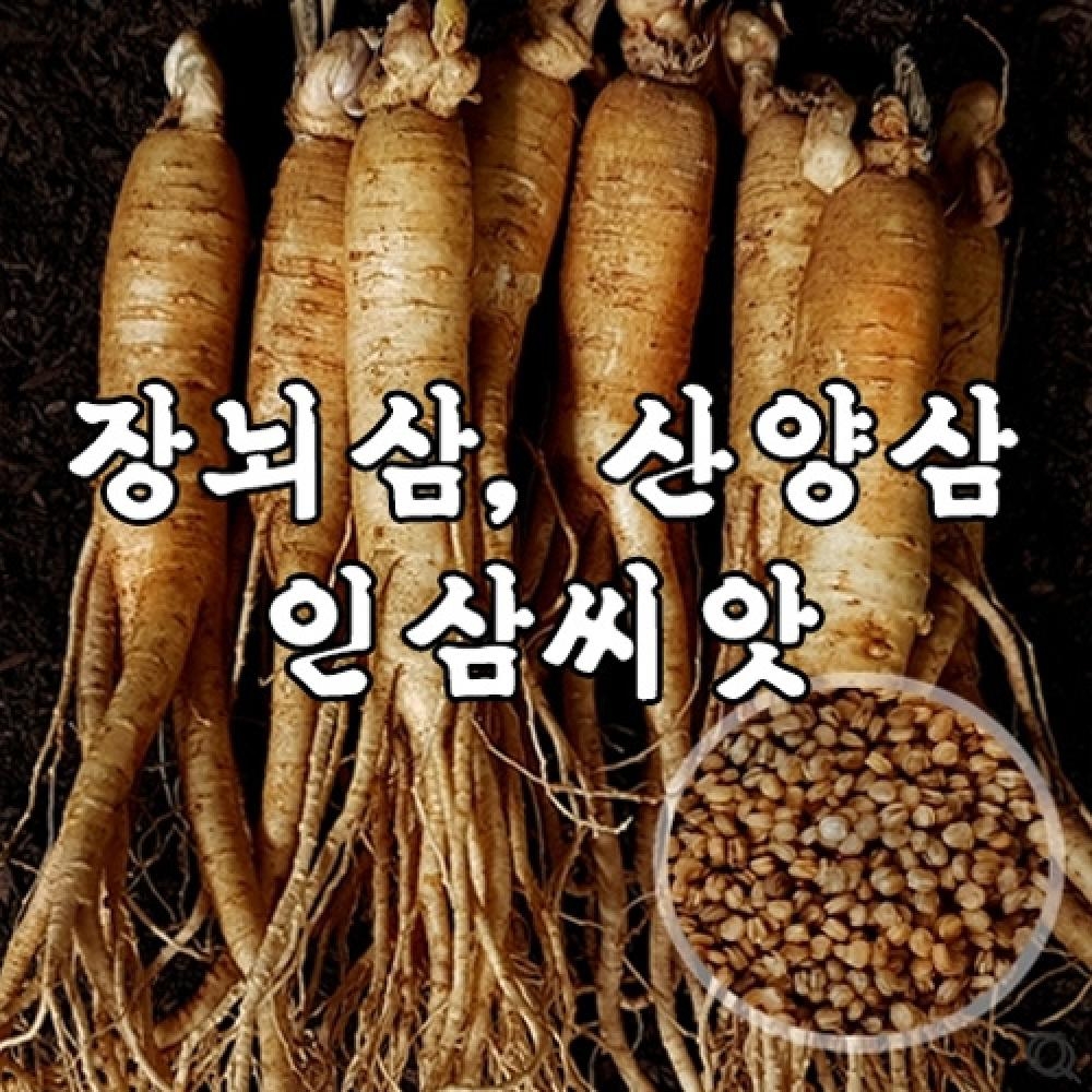 (아시아종묘/민속산채)장뇌삼,산양삼 재배용 인삼씨앗 10g