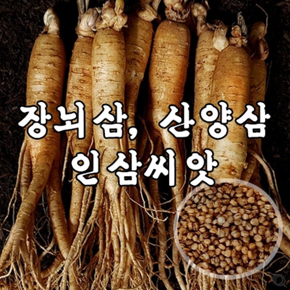 (아시아종묘/민속산채)장뇌삼,산양삼 재배용 인삼씨앗 100g
