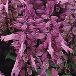 아시아종묘/고급종 꽃씨앗 사루비아 비스타 라벤더 (1000립) B97