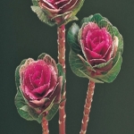 아시아종묘/고급종 꽃씨앗 색양배추 루시르 로즈 (1000립) B97