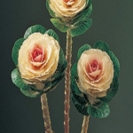 아시아종묘/고급종 꽃씨앗 색양배추 루시르 화이트 (1000립) B97