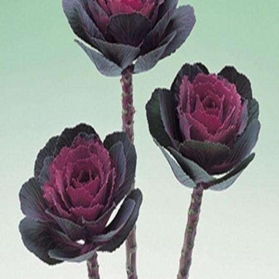 아시아종묘/고급종 꽃씨앗 색양배추 크레인 로즈 (1000립) B97