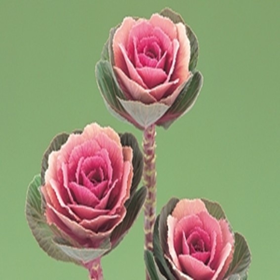 아시아종묘/고급종 꽃씨앗 색양배추 크레인 핑크 (1000립) B97