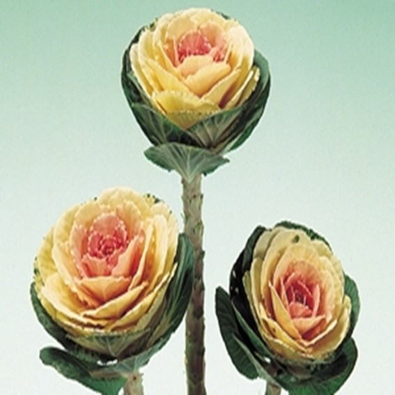 아시아종묘/고급종 꽃씨앗 색양배추 크레인 화이트 (1000립) B97