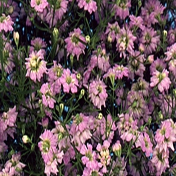 아시아종묘/고급종 꽃씨앗 안개초 집시 핑크 (1000립) B97