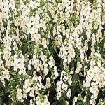 아시아종묘/고급종 꽃씨앗 안젤로니아 세레나 화이트 (1000립) B97