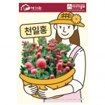 (아시아종묘/꽃씨앗) 천일홍 1kg