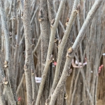 트리맘 슈퍼오디나무 묘목 뽕나무 특묘 접목 1년생 유실수묘목
