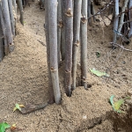트리맘 슈퍼오디나무 묘목 뽕나무 특묘 접목 1년생 유실수묘목