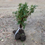 트리맘 철쭉나무 백철쭉 묘목 H0.5m 5주묶음 조경수묘목