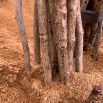 트리맘 민엄나무 가시없는 엄나무 묘목 1년생 약용수묘목