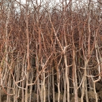 트리맘 대추나무 묘목 사과대추 R3 3년생 분묘 유실수묘목